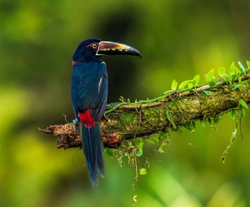 Colorful Bird Wallpaper: Striking Feathers on a Mossy Branch