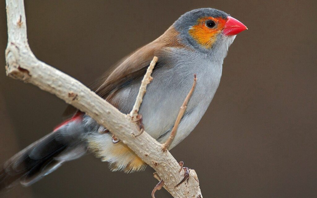 Vibrant Bird on Branch - Serene 1920x1200 Nature Wallpaper