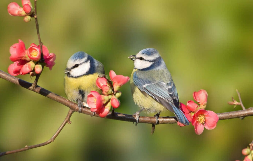 Colorful Birds on Blossoming Branch with Pink Flowers - Spring Wallpaper