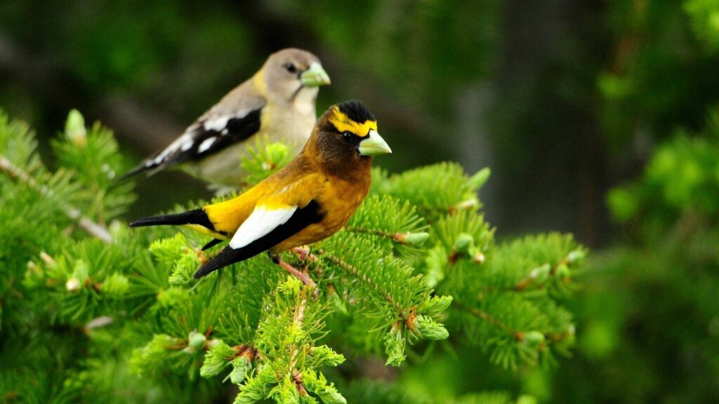 Vibrant Wallpaper: Colorful Birds on Lush Green Branch - 1920x1080