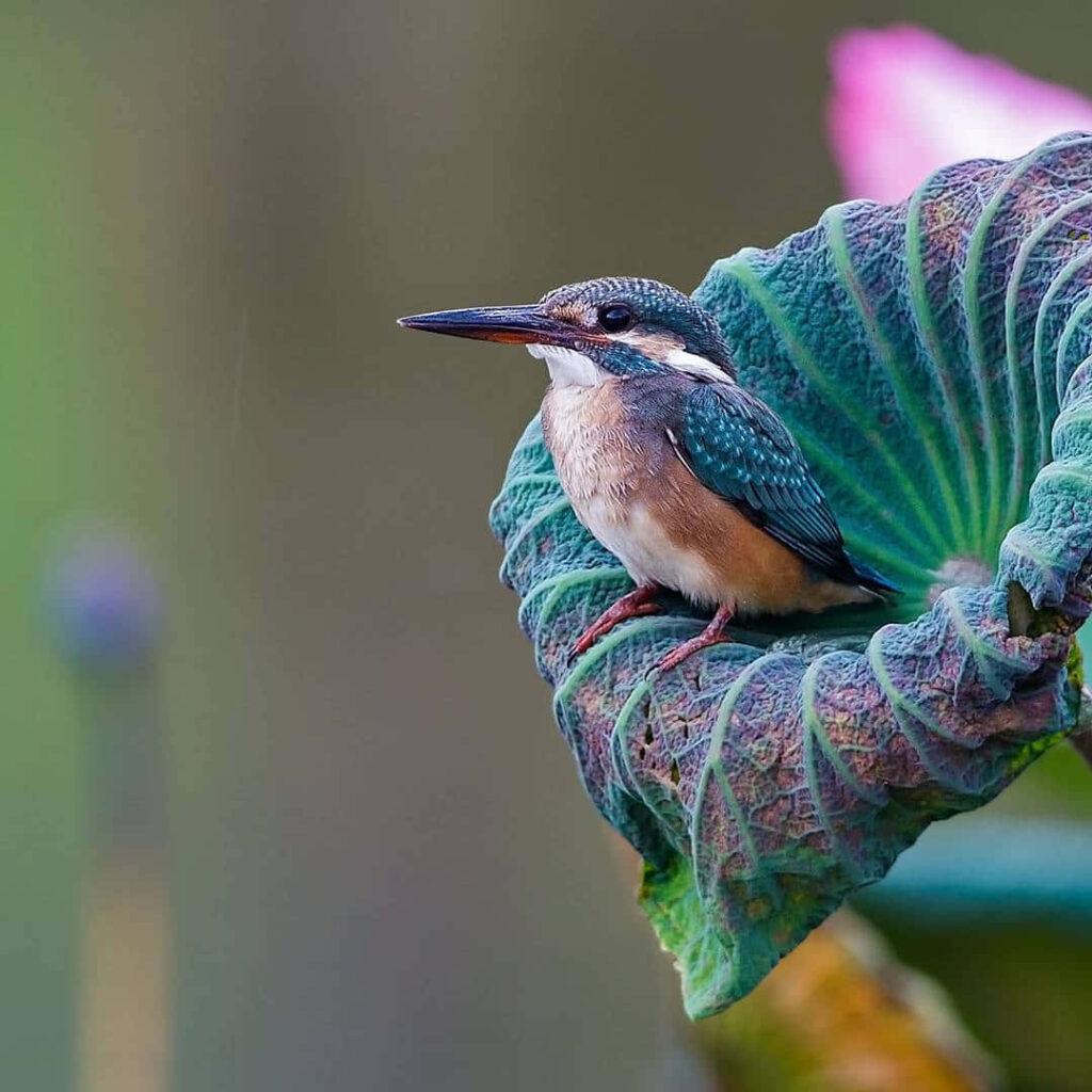 Vibrant Bird on Green Leaf: Serene Nature Scene Background Wallpaper