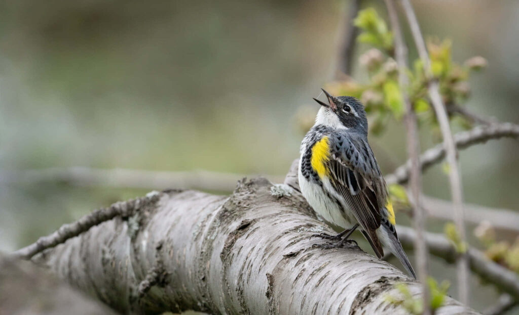 Colorful Bird on Tree Branch in Serene Forest Wallpaper