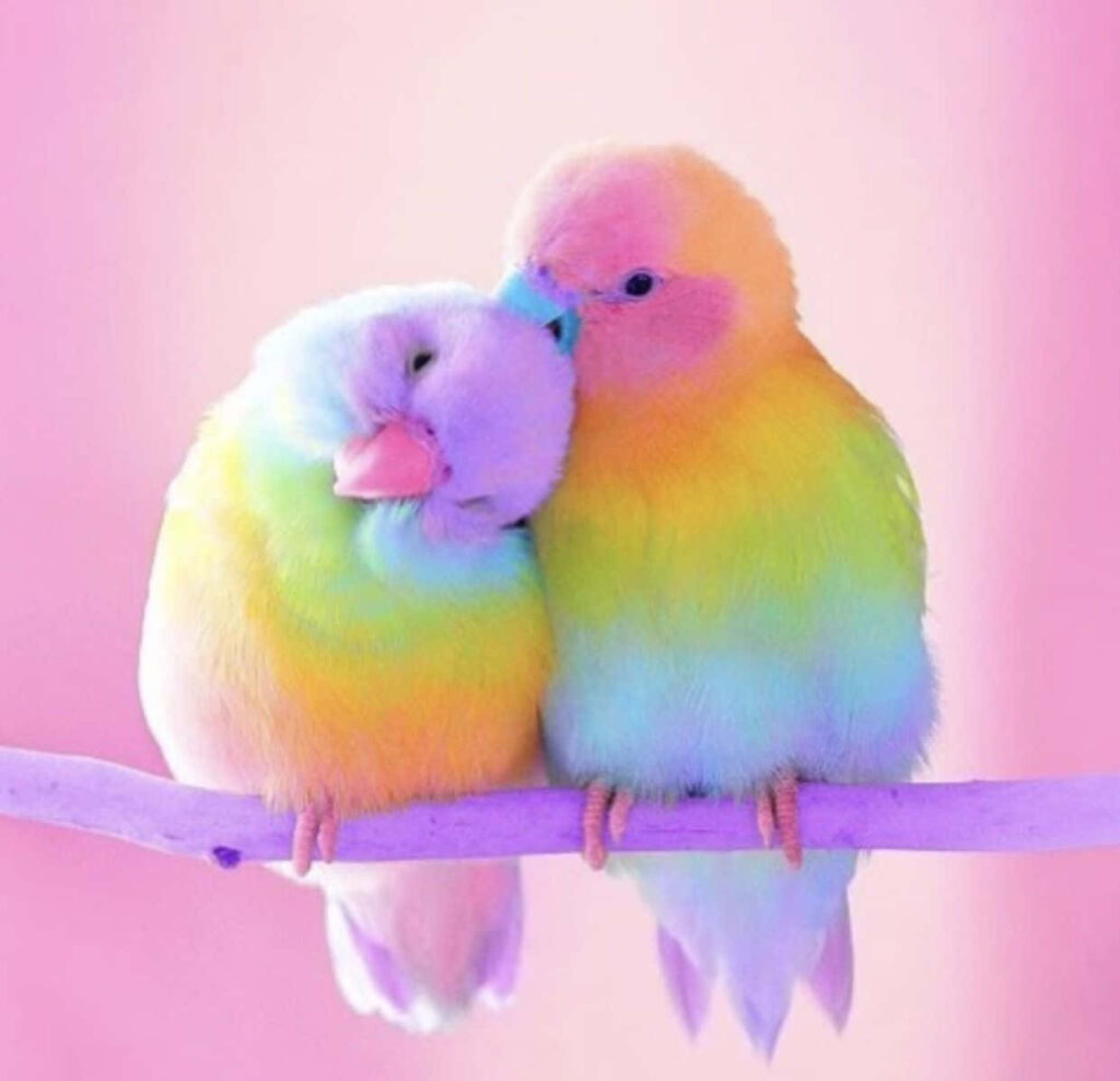 Colorful Birds on Branch - Whimsical Wallpaper with Soft Pink Background