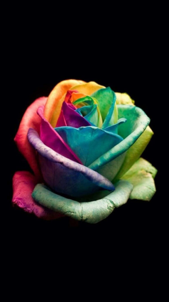 Glimpses of Color: A Rainbow Flower iPhone Wallpaper on a Chic Black Background