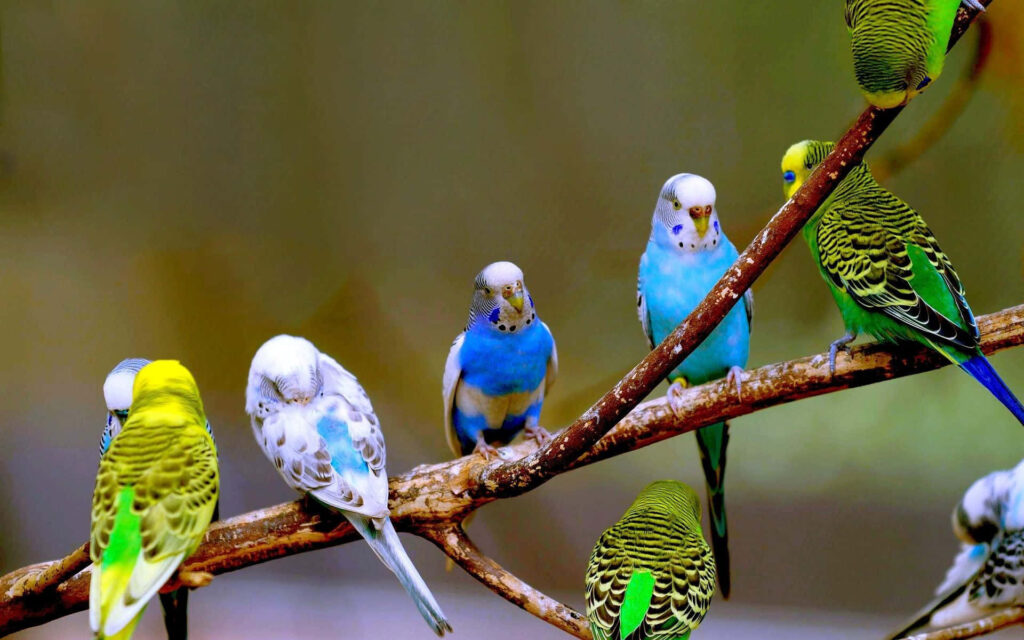 Colorful Budgerigars on Branch - Vibrant Wallpaper Background