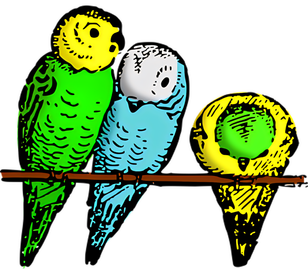 Vibrant Budgerigars Wallpaper: Colorful Birds on a Branch Background