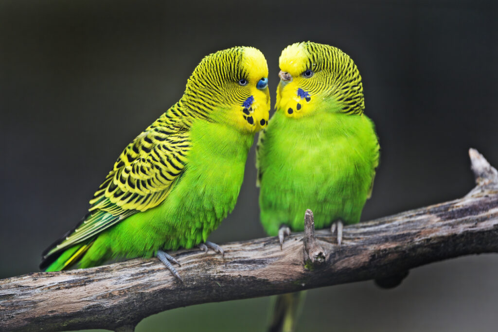 Colorful Budgies Perched Together on a Branch - Vibrant Wallpaper