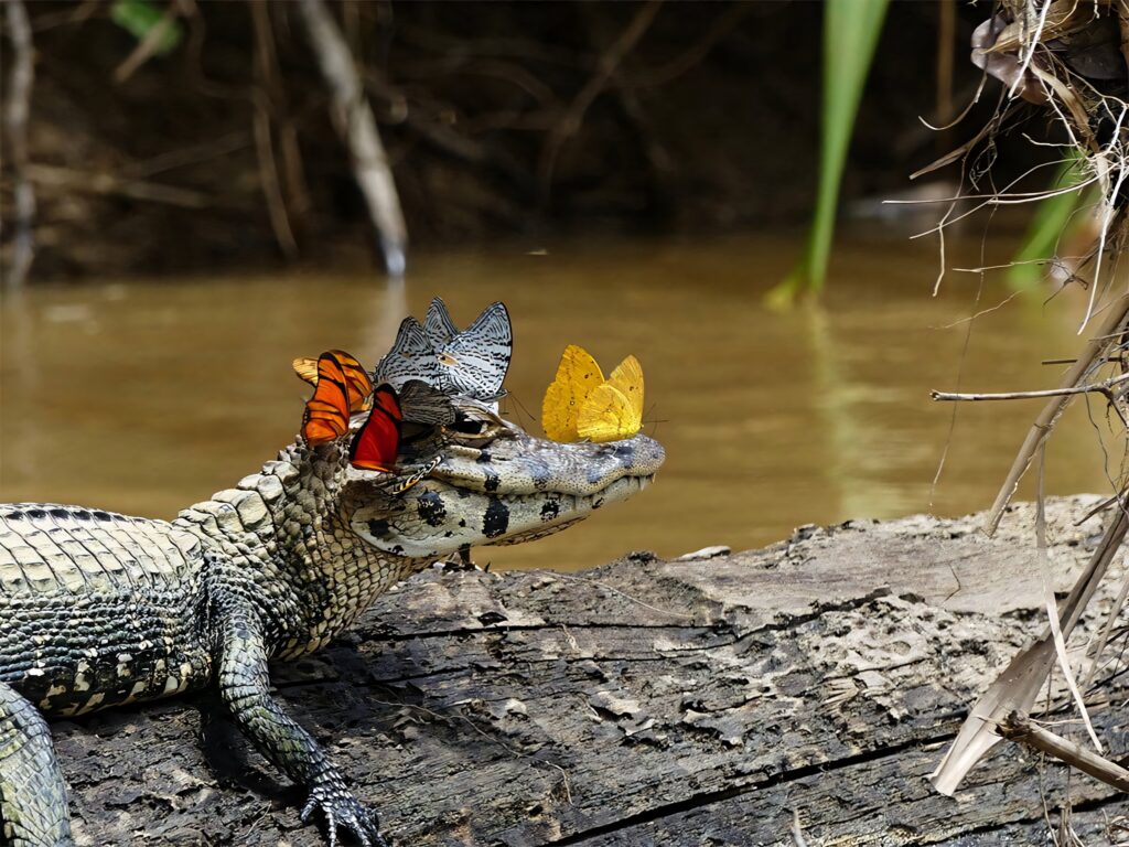 Colorful butterflies on caiman head by riverside log showcasing vibrant wildlife harmony wallpaper