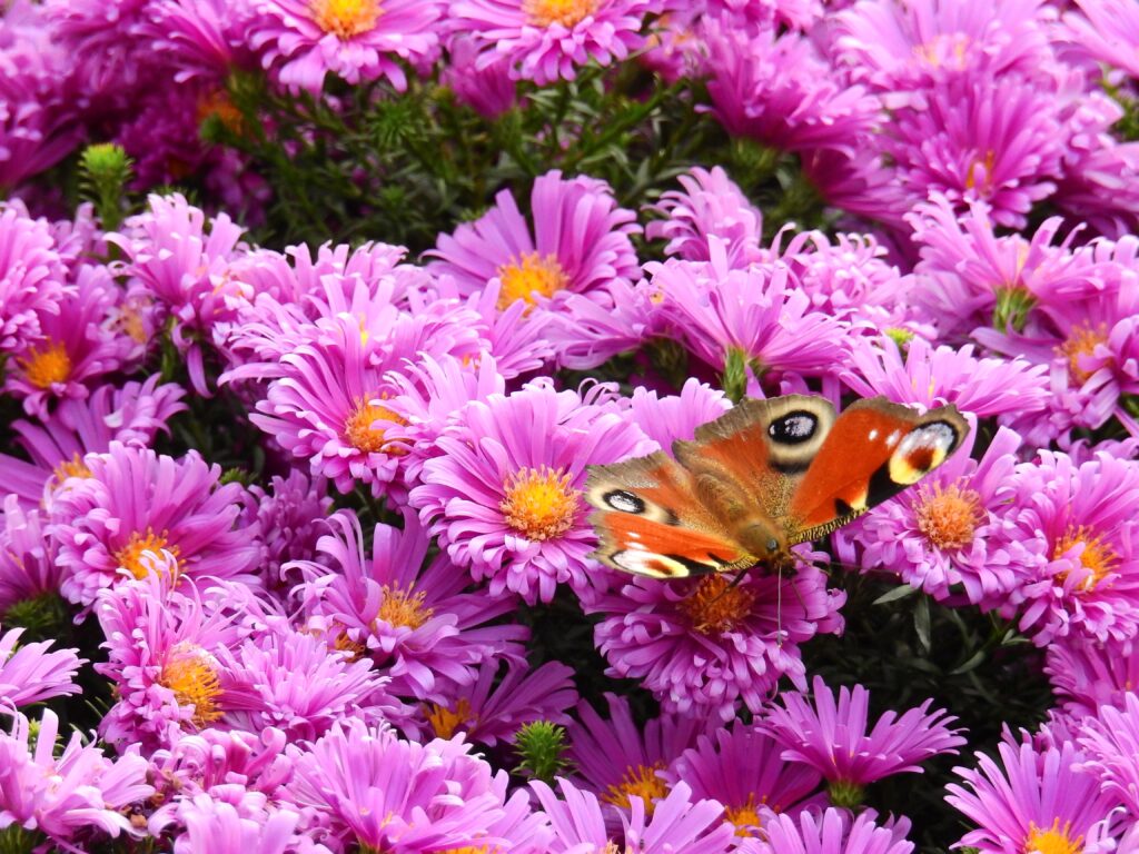 Colorful Butterfly on Pink Flowers - Vibrant Nature Wallpaper