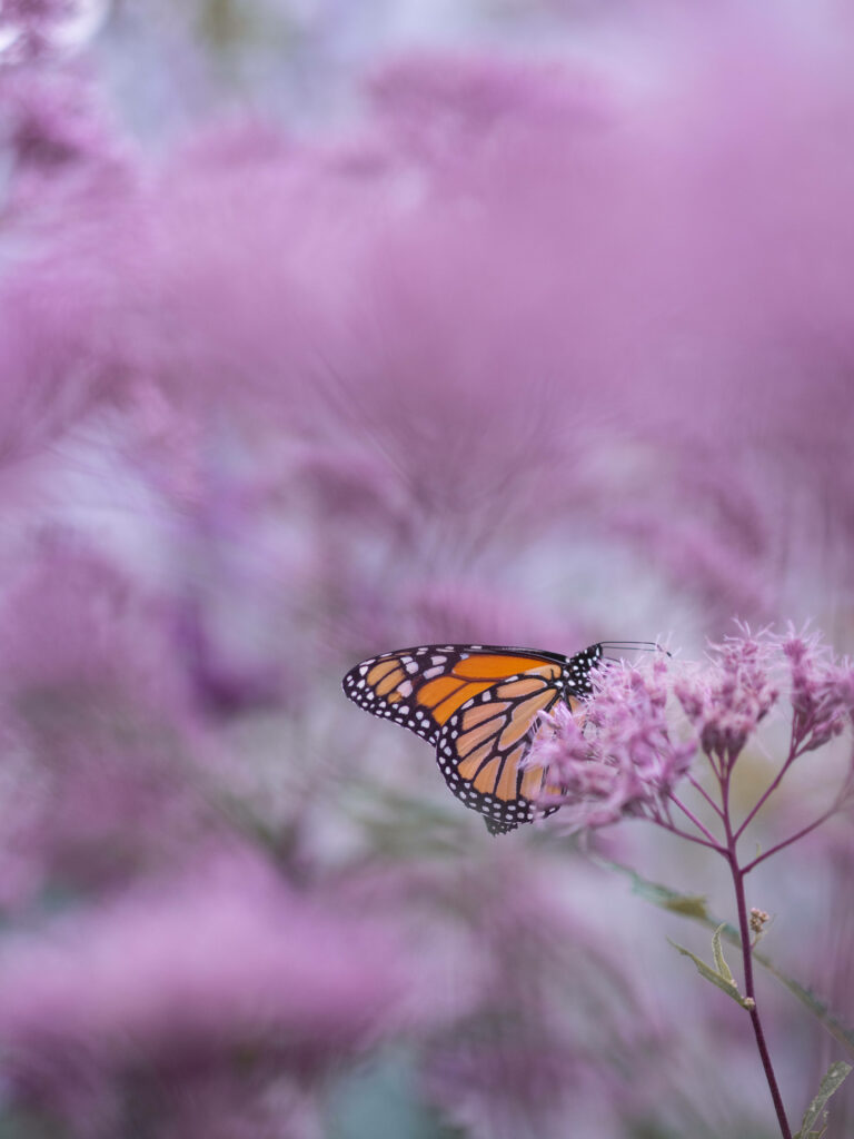 Colorful Butterfly on Pink Flower - Vibrant Wallpaper Background