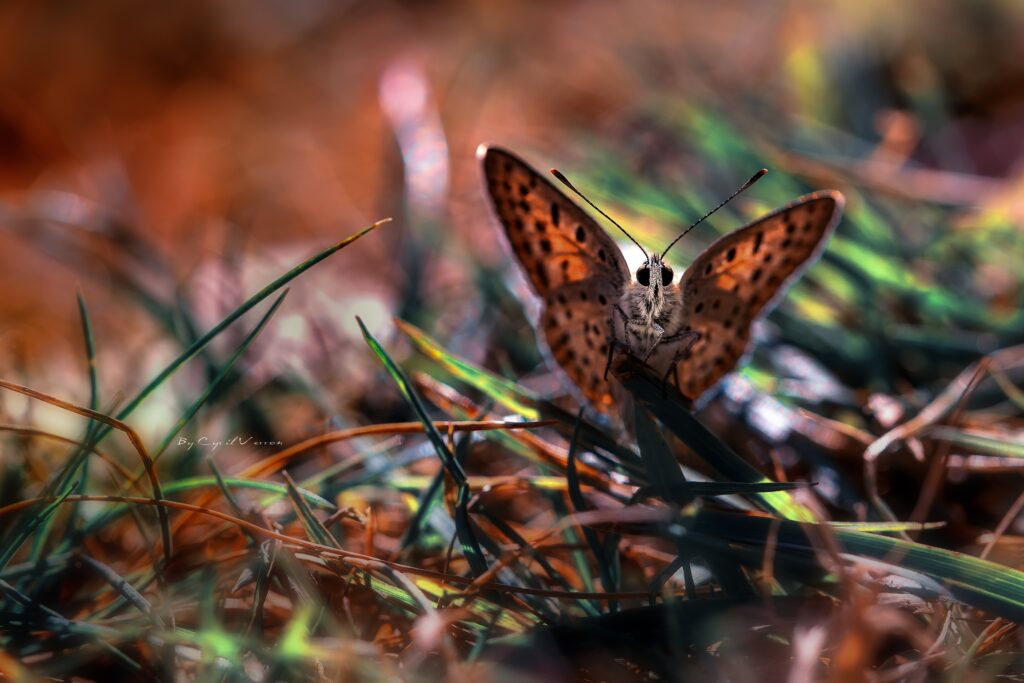 Colorful Butterfly Close-Up on Grass - Nature Macro Wallpaper