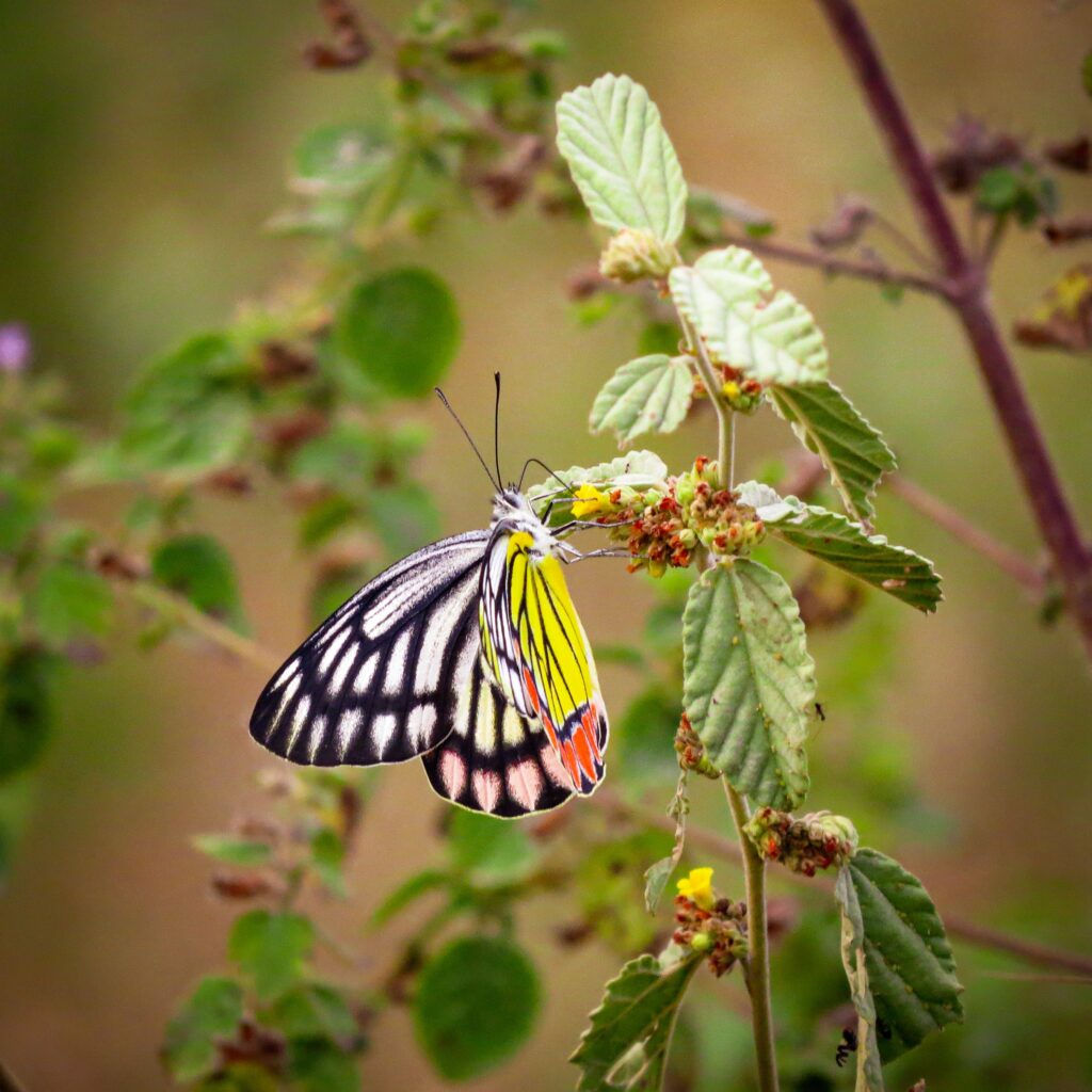 Vibrant Butterfly Macro: Stunning Wall Art of Nature's Beauty Wallpaper