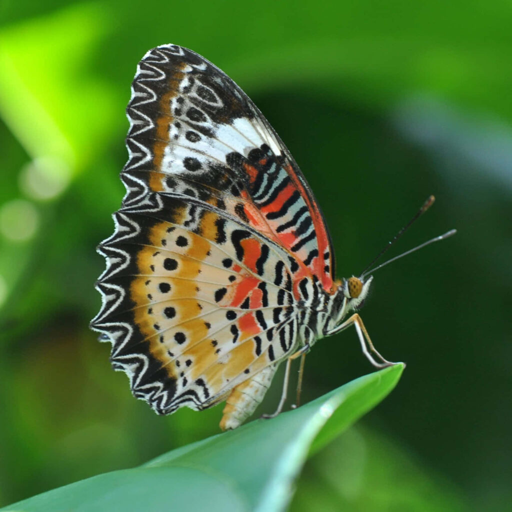 Colorful Butterfly Close-Up on Green Leaf - Vibrant Wallpaper