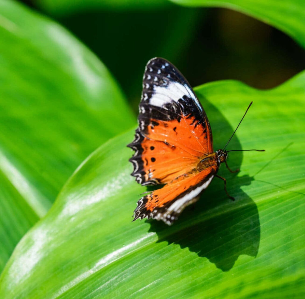 Colorful Butterfly Wallpaper: Nature's Elegance on Your Screen