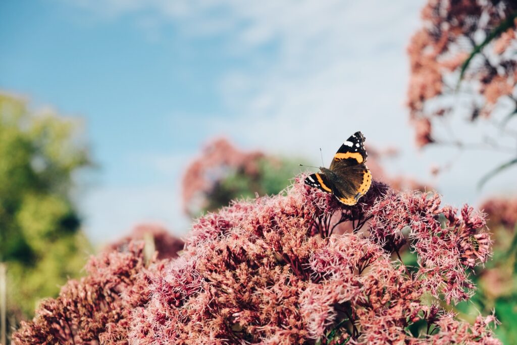 Vibrant Butterfly Wallpaper: Pink Flowers & Blue Sky Background
