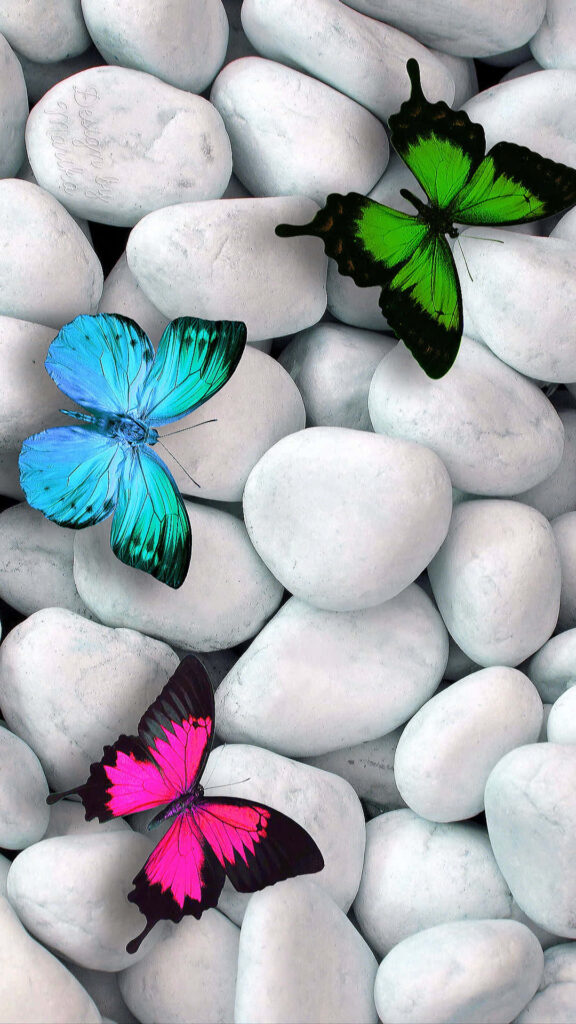 Colorful Butterfly Wallpaper: Vibrant Greens, Blues & Pinks on White Rocks