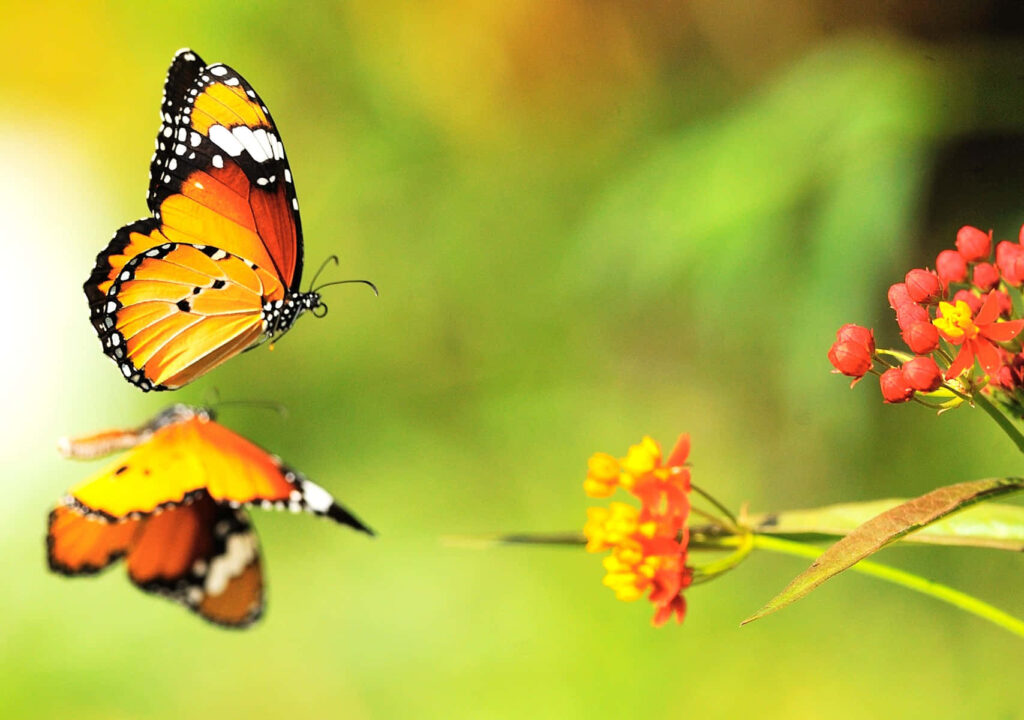Colorful Butterfly Wallpaper with Red & Yellow Flowers on Green