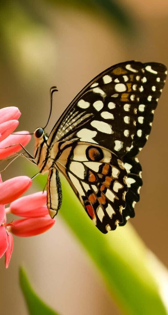 Colorful Butterfly on Pink Flower - Serene Nature Wallpaper