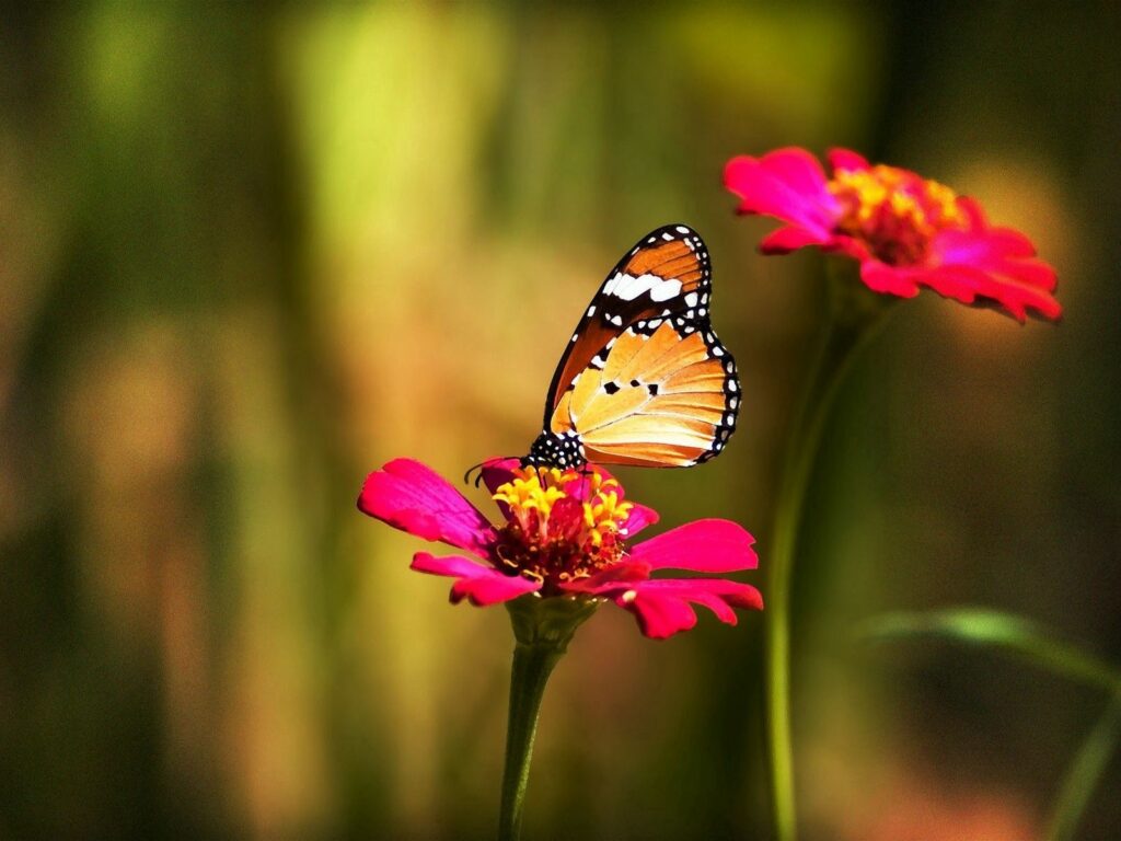 Colorful Butterfly Wallpaper on Pink Flower with Green Grass Background