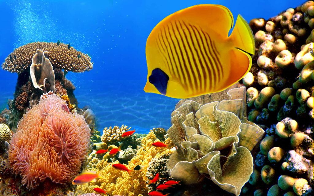 Colorful butterflyfish swimming in vibrant coral reef with anemones and small orange fish background Wallpaper