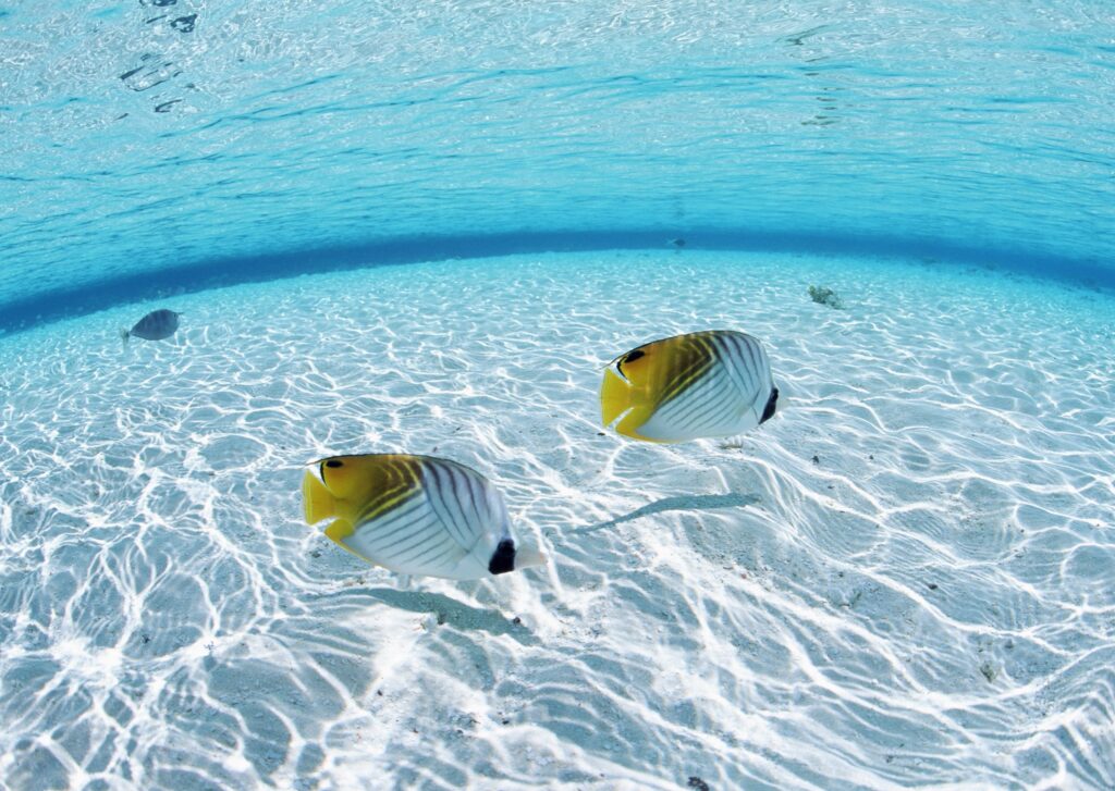 Serene Underwater Wallpaper: Colorful Butterflyfish in Clear Waters