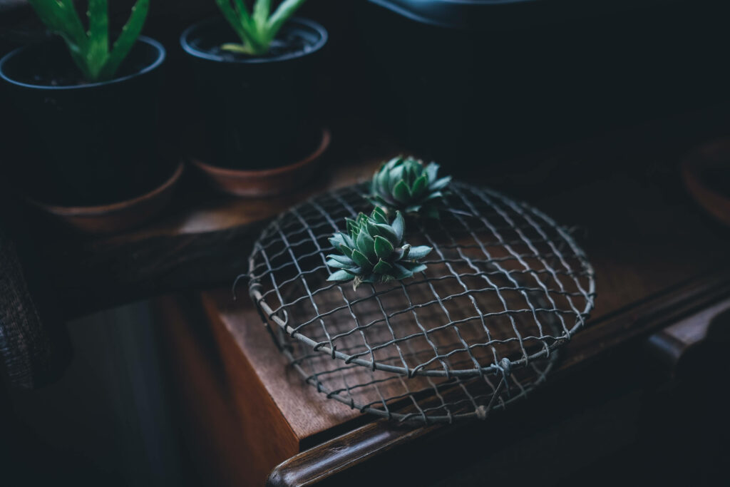 A Majestic Burst of Color: A Vibrant Cactus in a Traditional Terra-Cotta Pot on a Textured Wooden Table Wallpaper