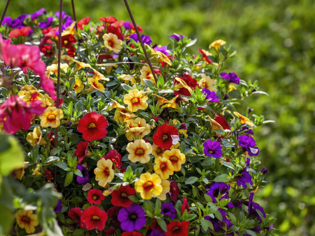 Vibrant Calibrachoa Flower Basket Wallpaper with Green Background
