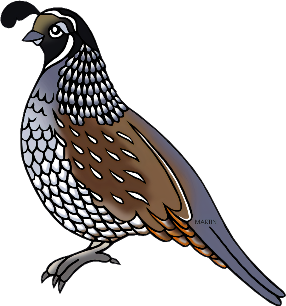 Vibrant California Quail Wallpaper: Stunning Feather Patterns Art