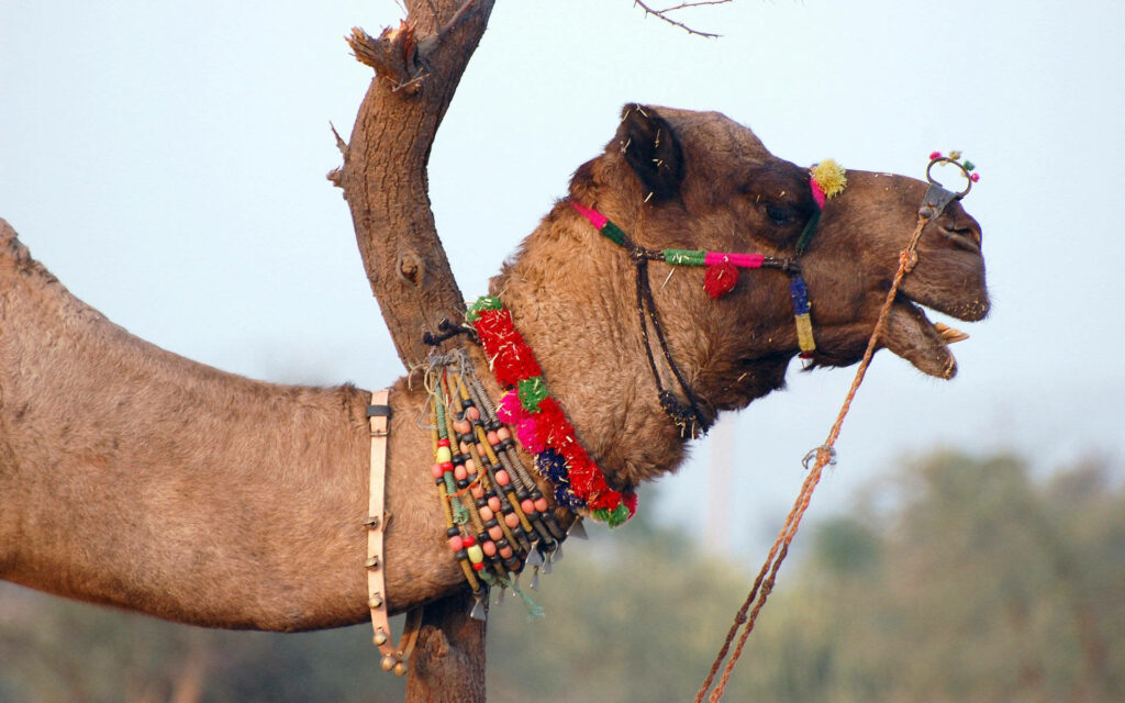 Colorful camel neck adorned with traditional beads and jewelry in natural outdoor setting wallpaper