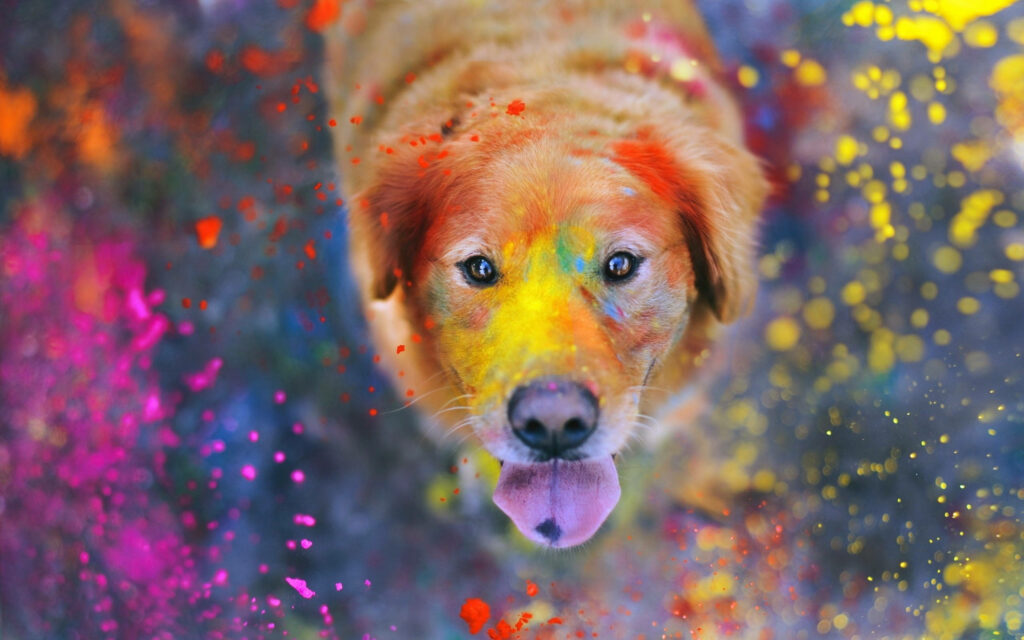 Colorful Canine: Golden Retriever Embraces Happy Holi Festivities Wallpaper