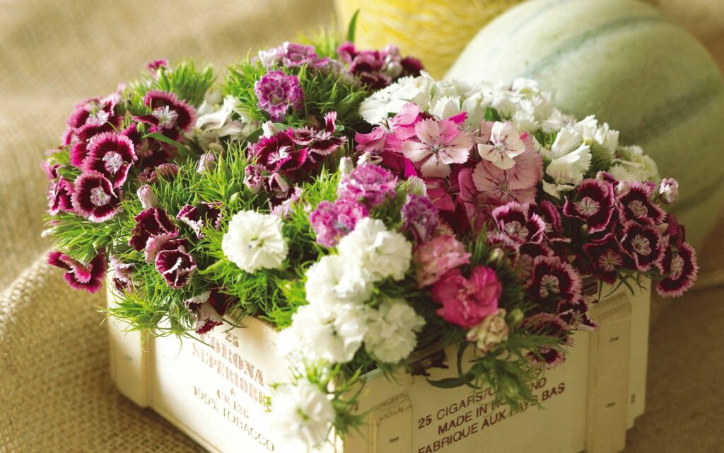 Colorful Carnation Bouquet Wallpaper in Rustic Box - 1920x1200