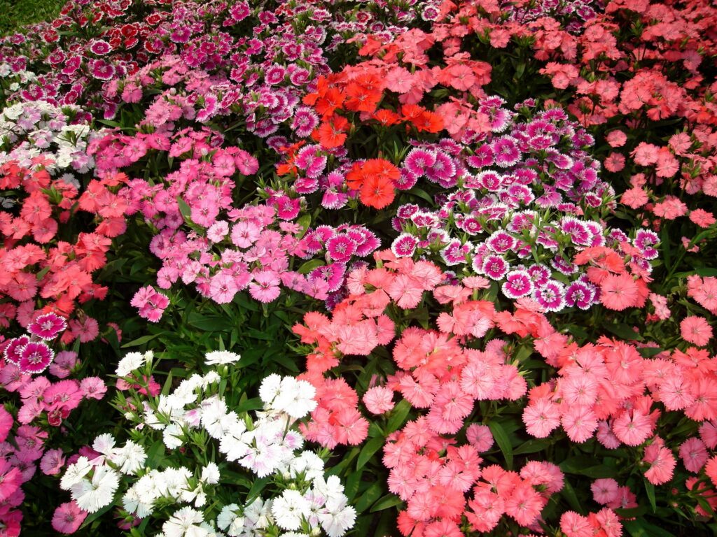 Vibrant 1920x1440 Colorful Carnations Wallpaper Background