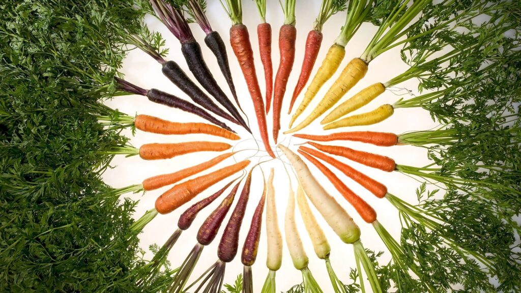 Colorful fresh carrots arranged in a circular pattern showcasing orange yellow purple and white roots Wallpaper