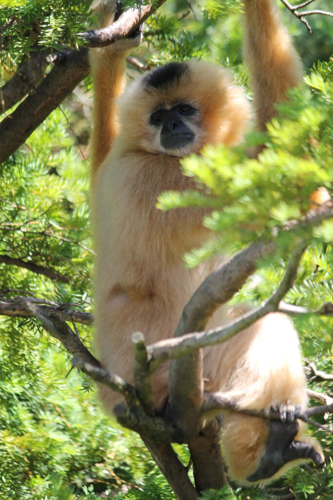 Colorful Gibbon: Iconic Mascot Wallpaper