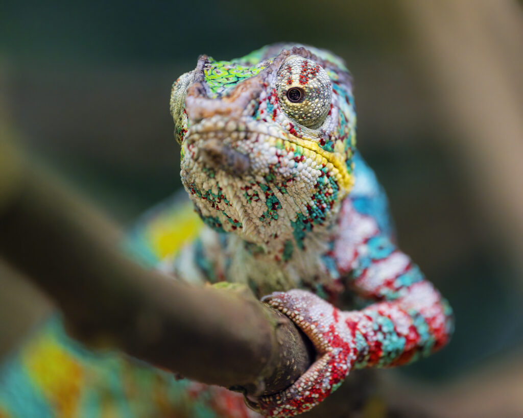 Vibrant Chameleon Close-Up: Colorful Scales & Blurred Background Wallpaper