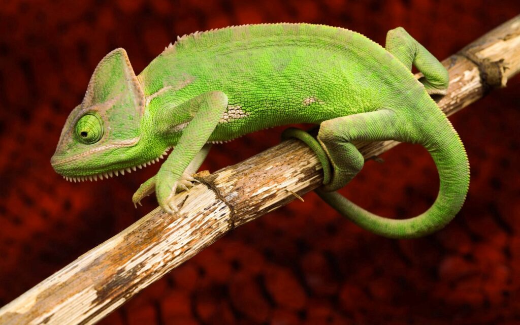 Colorful Chameleon Wallpaper: Striking Green on Red Background