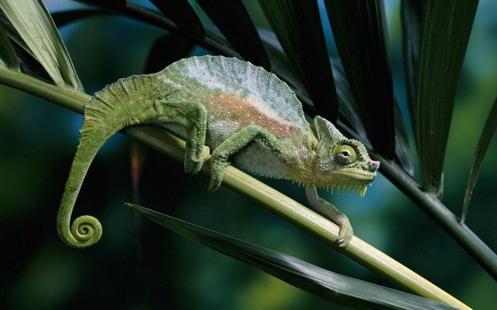 Colorful Chameleon Wallpaper: Vibrant Patterns on a Branch Background