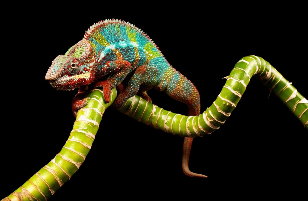 Colorful Chameleon on Green Twig Against Black Background Wallpaper