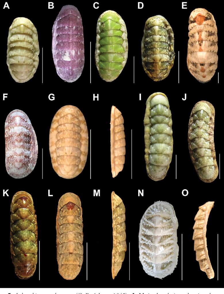 Colorful chiton marine mollusks vertical display with diverse patterns and textured armored plates wallpaper