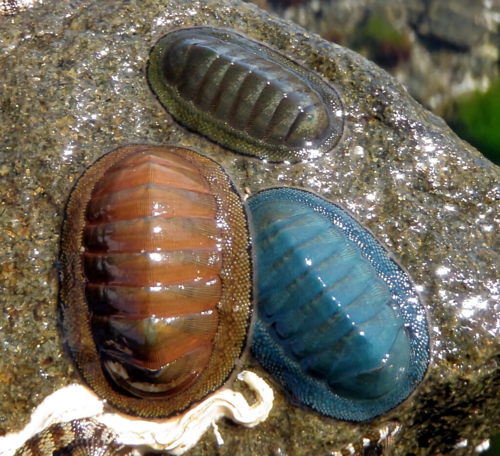 Colorful chitons on wet sunlit rocky shore detailed shells tide pool life wallpaper background
