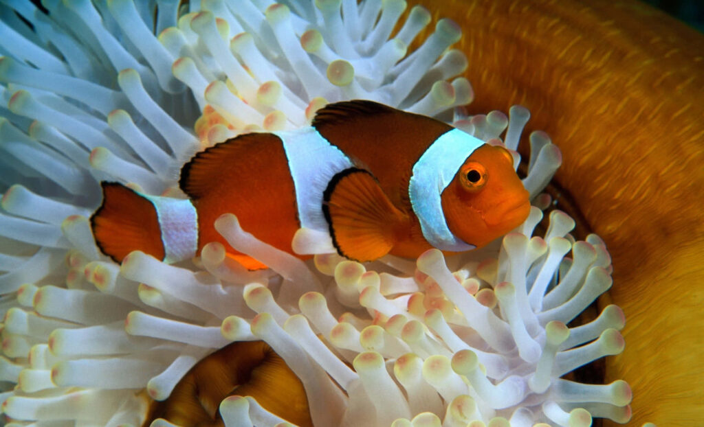 Colorful clownfish in white sea anemone underwater vibrant wallpaper background with sharp detail