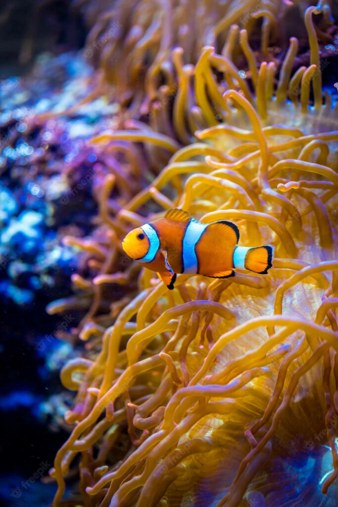 Vibrant iPhone Wallpaper: Clownfish Among Colorful Sea Anemones