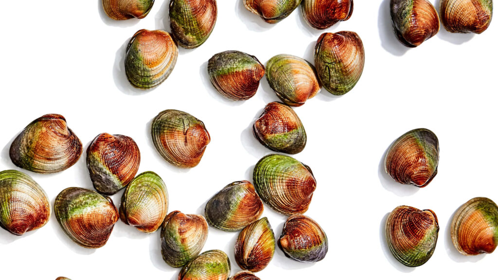 Colorful cockle shells in green brown and orange on white background coastal modern wallpaper