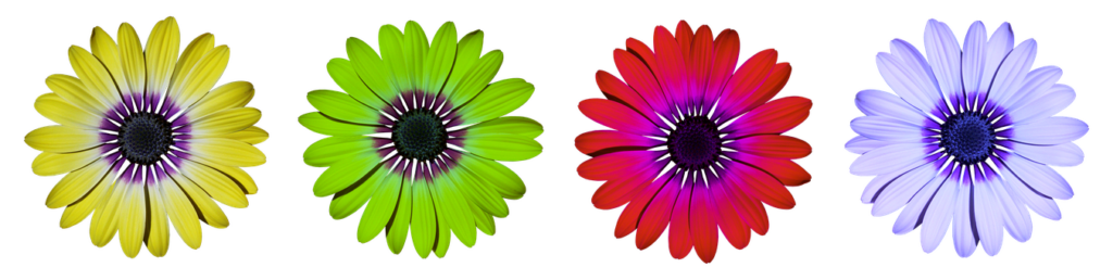 Colorful Daisy Flower Wallpaper with Black Background