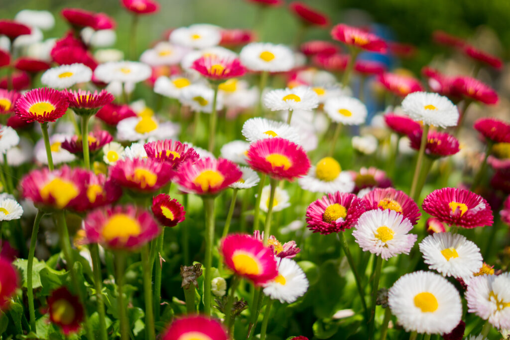 Colorful Daisies in Bloom: Vibrant Floral Wallpaper Background