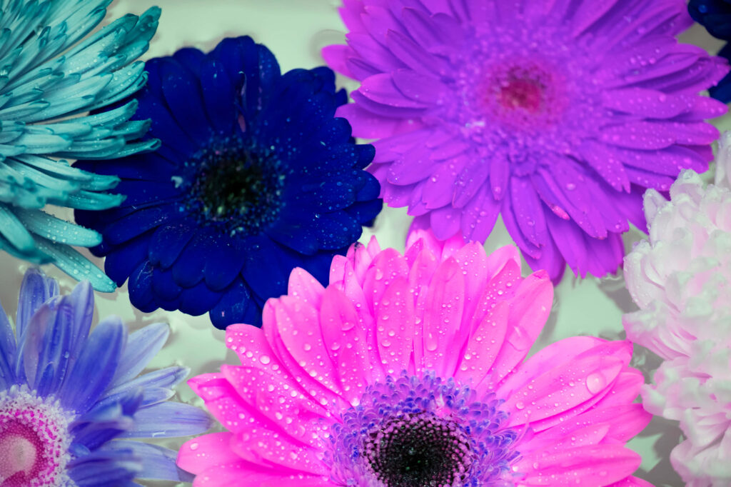 Colorful Daisy Wallpaper with Water Droplets - Vibrant Floral Background