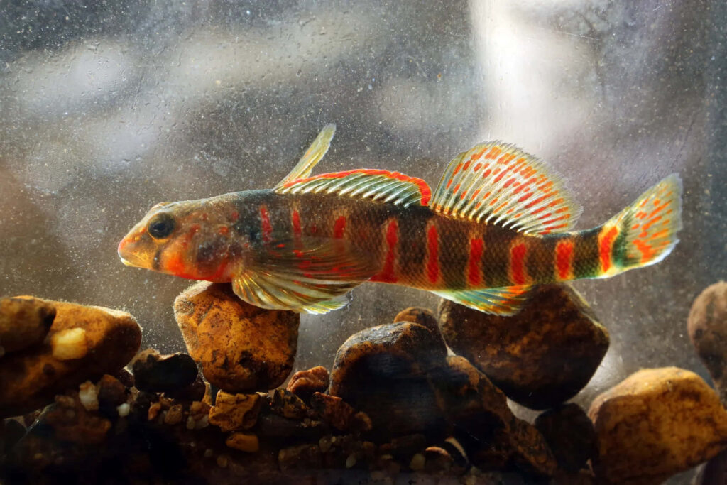 Colorful darter fish with red and orange stripes swimming among smooth river rocks aquarium wallpaper
