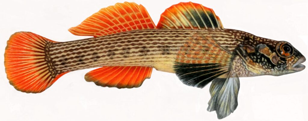 Colorful darter fish wallpaper with vibrant orange black fins and bold striped patterns background