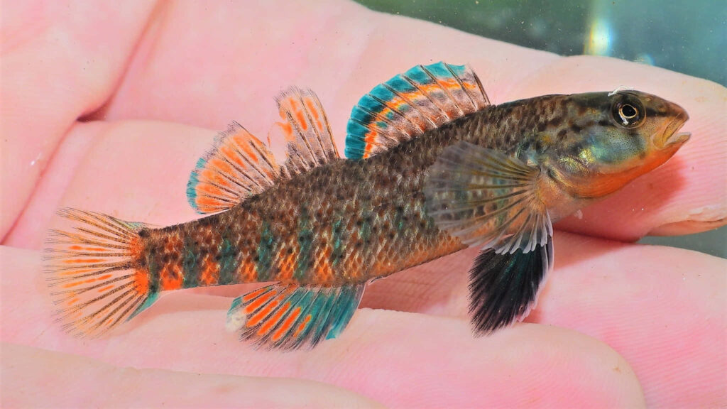 Colorful darter fish with orange teal black patterns resting in a hand vibrant aquatic wallpaper