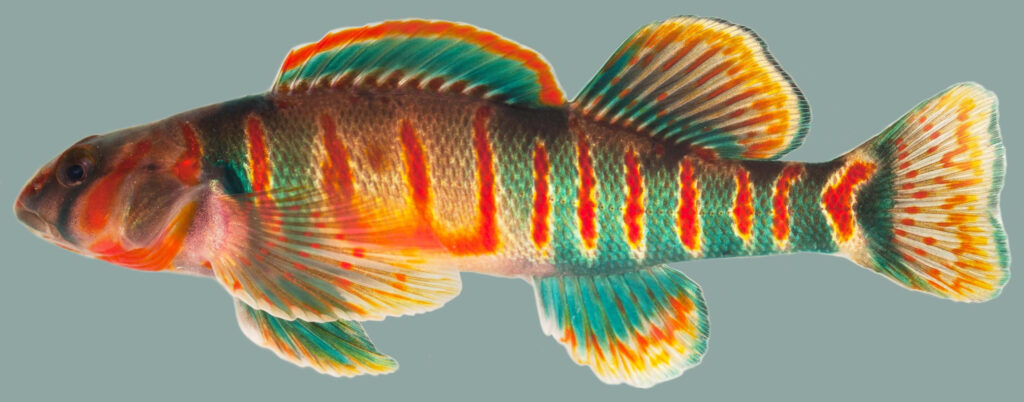 Colorful darter fish with orange turquoise and yellow stripes on soft grey wallpaper background